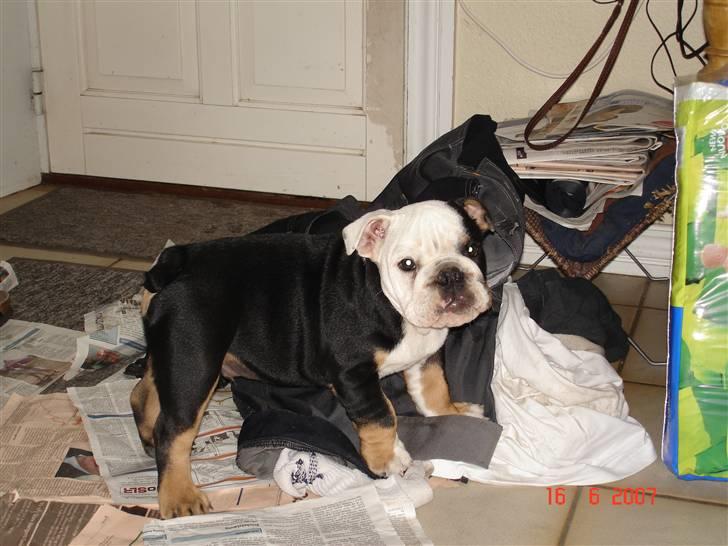 Engelsk bulldog buster billede 4