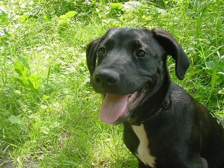 Blanding af racer Loui billede 6