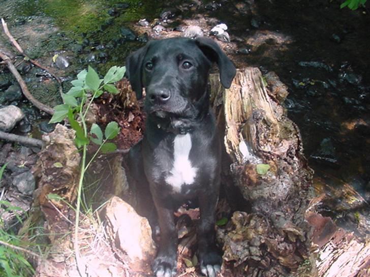 Blanding af racer Loui billede 7