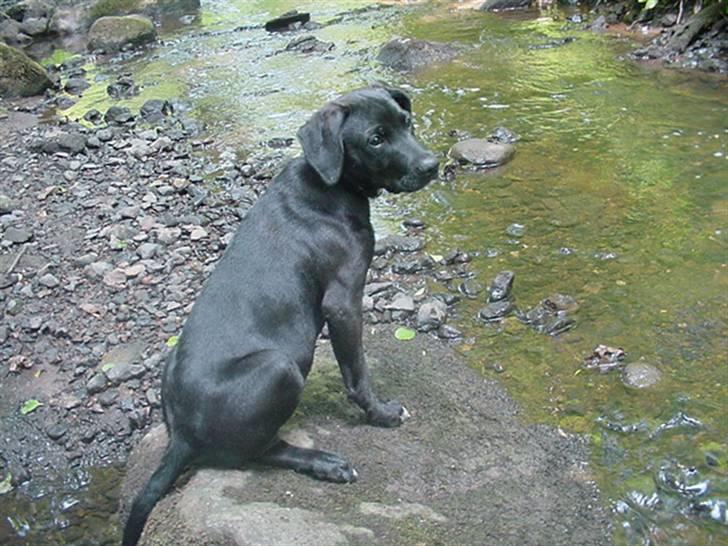 Blanding af racer Loui billede 8