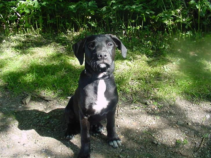 Blanding af racer Loui billede 9