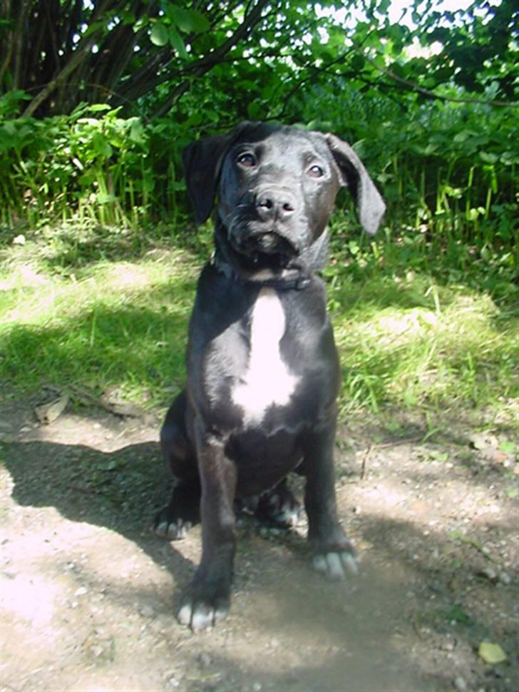 Blanding af racer Loui billede 10