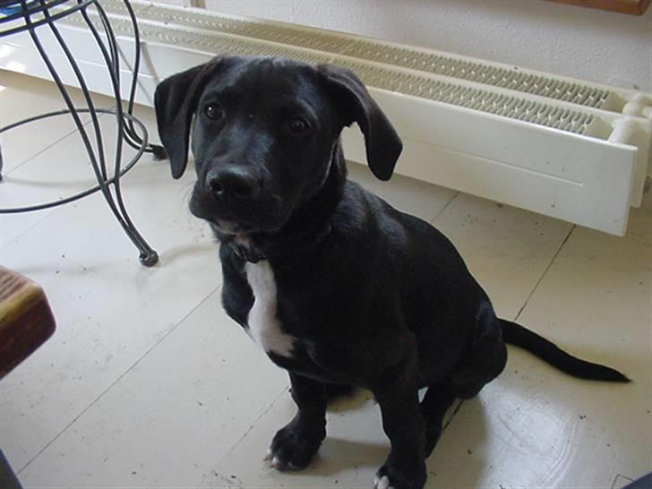 Blanding af racer Loui billede 11