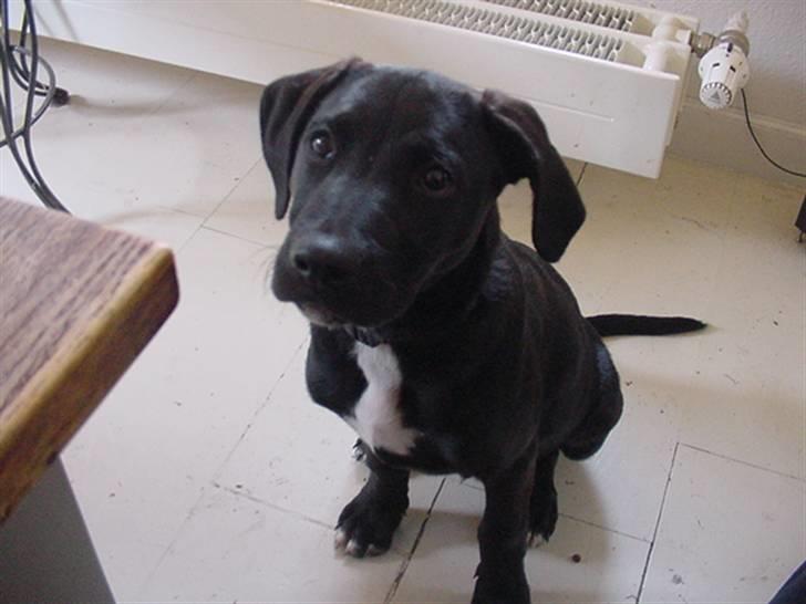 Blanding af racer Loui billede 12