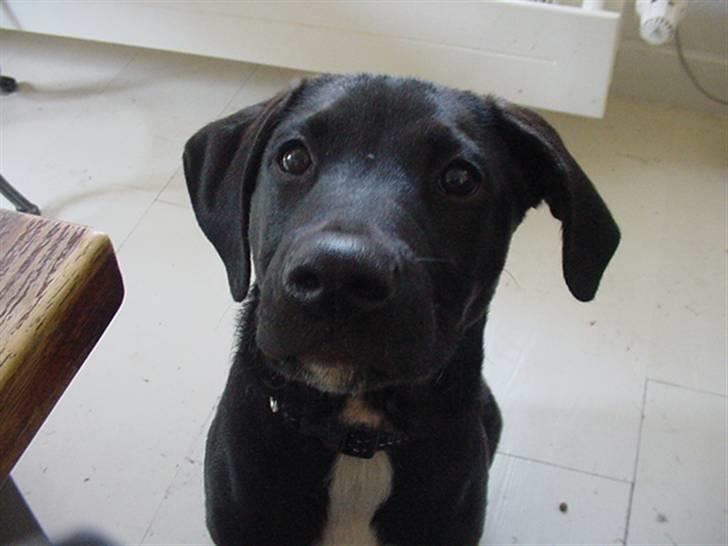 Blanding af racer Loui billede 13