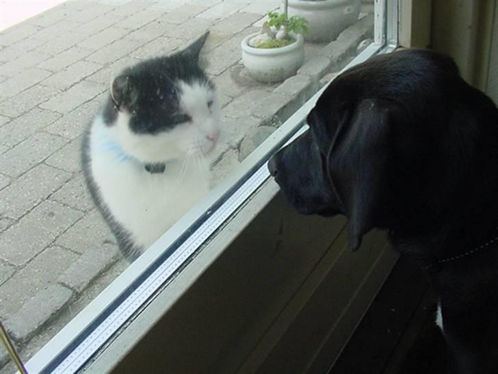 Blanding af racer Loui billede 14