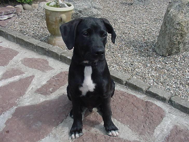 Blanding af racer Loui billede 15