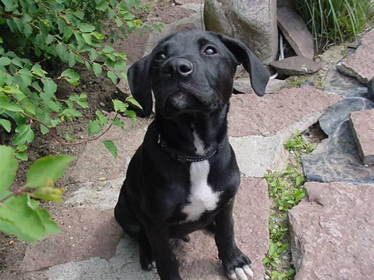 Blanding af racer Loui billede 16