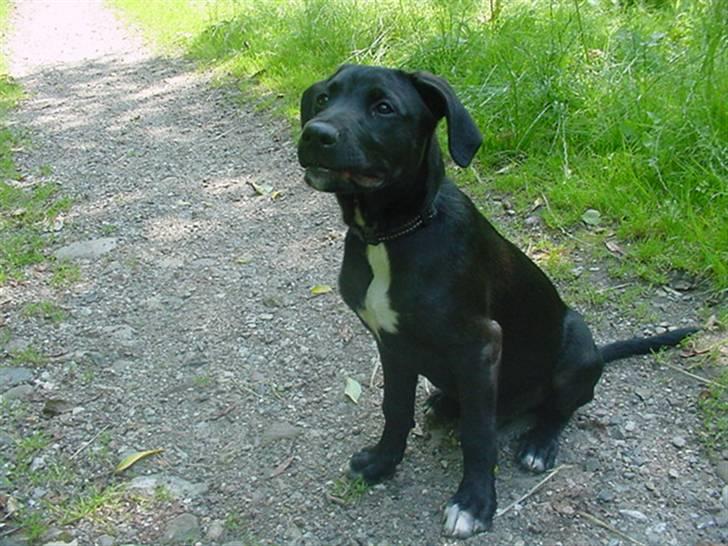 Blanding af racer Loui billede 17