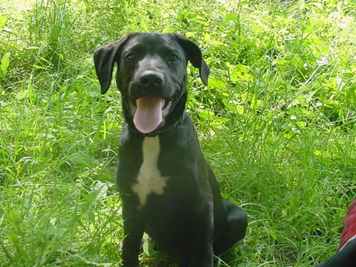 Blanding af racer Loui billede 18