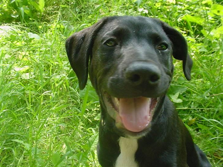 Blanding af racer Loui billede 19