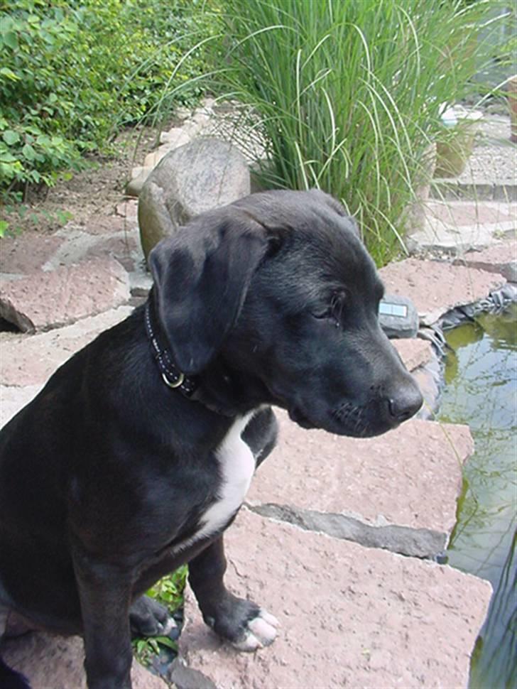 Blanding af racer Loui billede 20