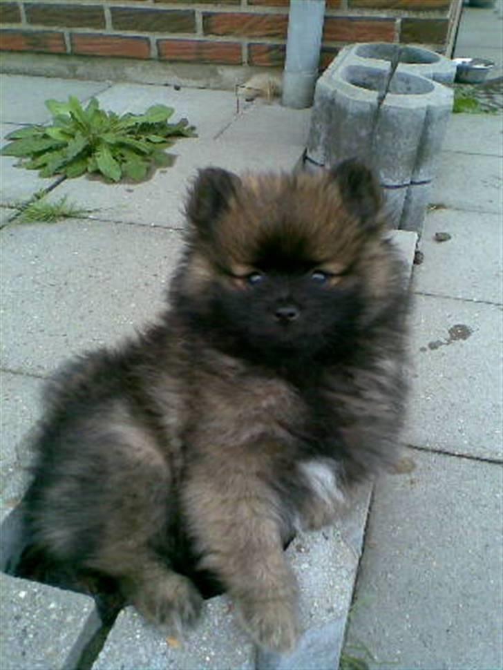 Pomeranian oliver - lille oliver ligger og nyder det billede 1