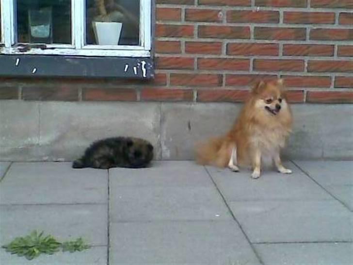 Pomeranian oliver - oliver ligger sammen med hans mor ... billede 2
