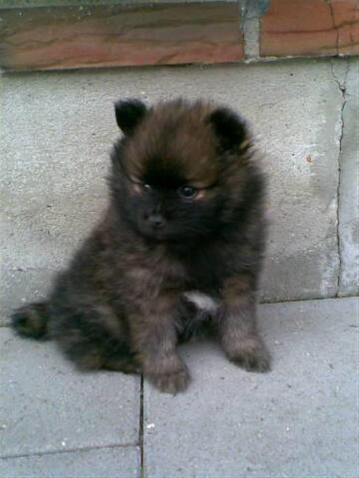 Pomeranian oliver - lille oliver billede 3