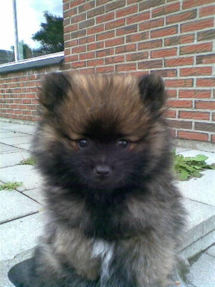 Pomeranian oliver - oliver nyder det billede 4