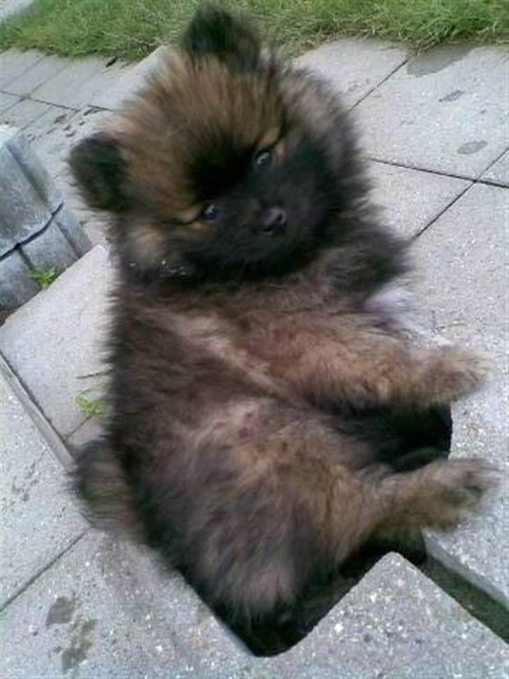 Pomeranian oliver - oliver ligger bare og slapper af billede 5