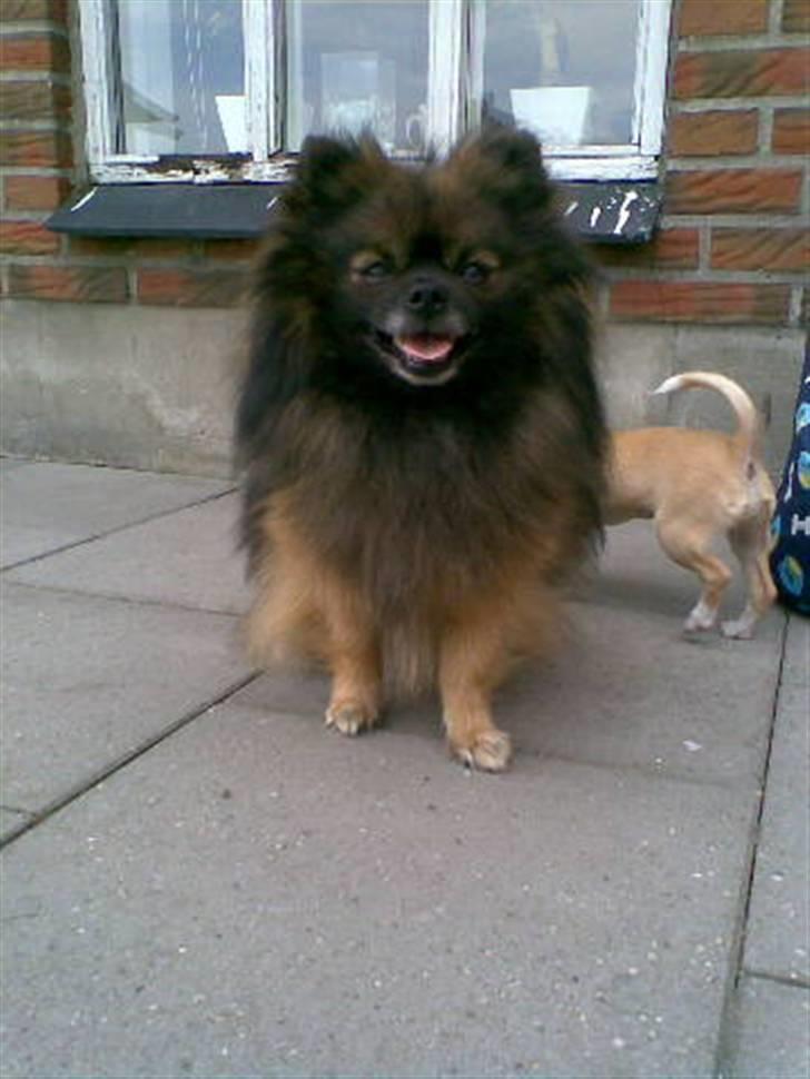 Pomeranian oliver - olivers far billede 6