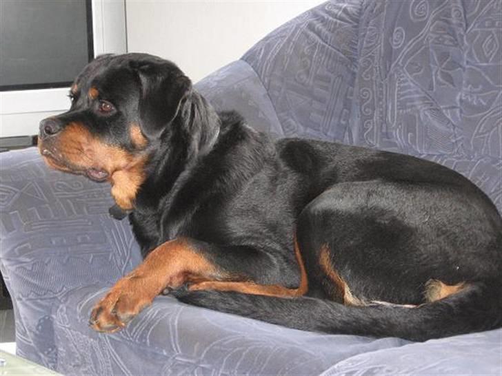 Rottweiler Buller - Hyggehunden Buller, ½år. billede 17