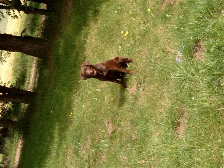 Labrador retriever <3Ganto<3 *Død* billede 18