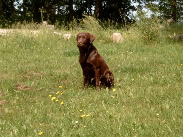 Labrador retriever <3Ganto<3 *Død* billede 19