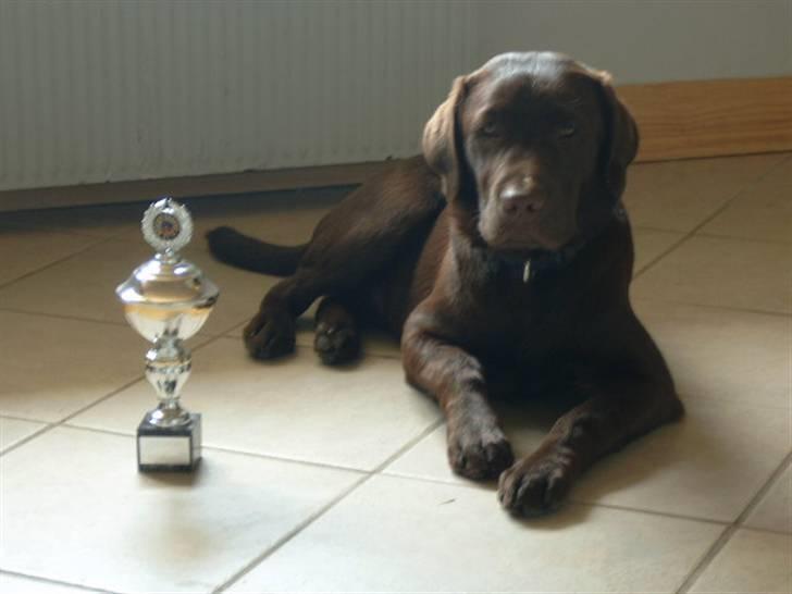 Labrador retriever <3Ganto<3 *Død* - Ganto og hans første pokal. billede 20