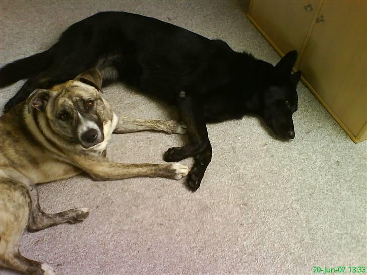 Schæferhund Bibbi billede 18