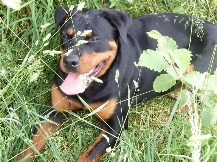 Rottweiler Laica *EFTERLYST* - Leica nyder naturen... billede 1