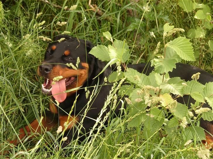 Rottweiler Laica *EFTERLYST* - Pyha jeg er helt færdig... billede 2