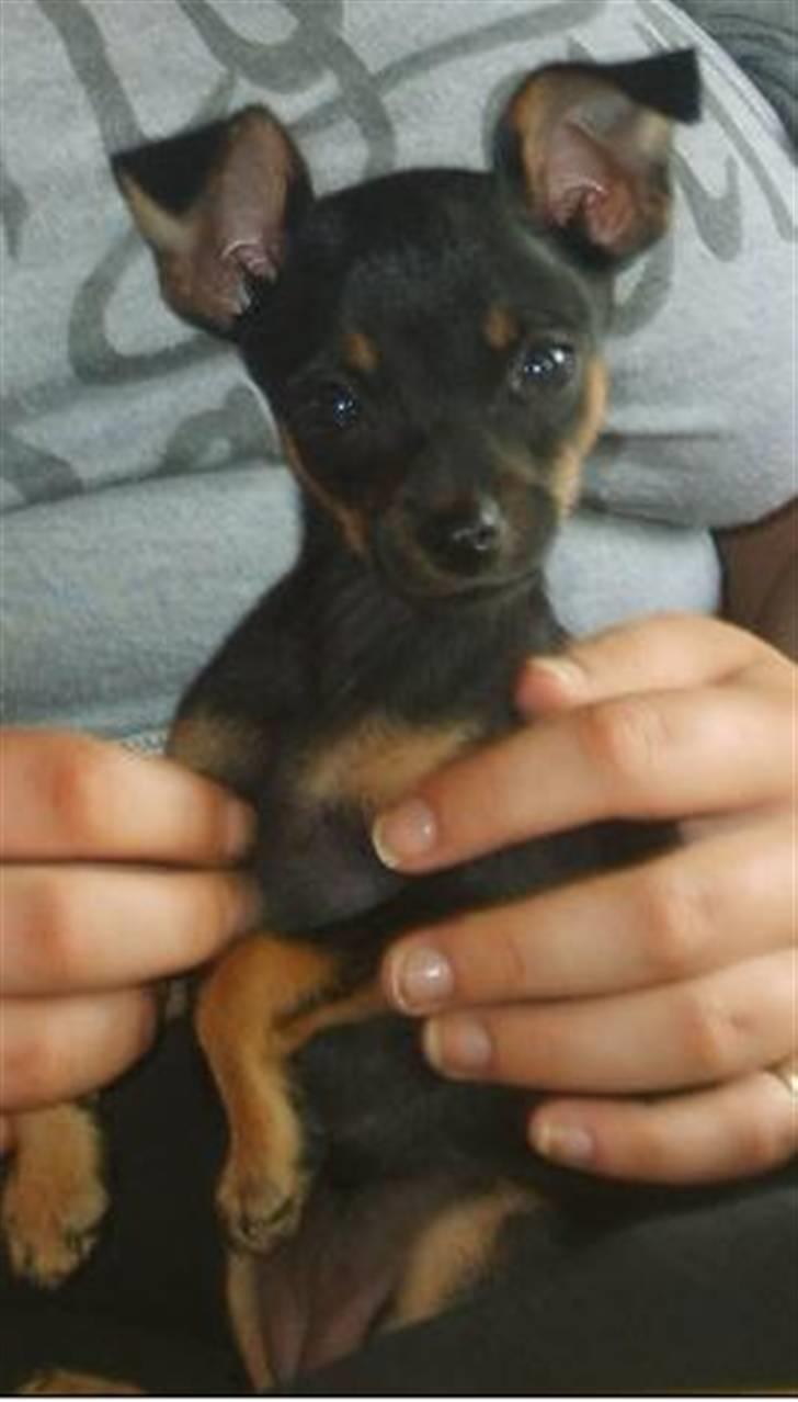 Prazsky krysarik Gucci billede 1