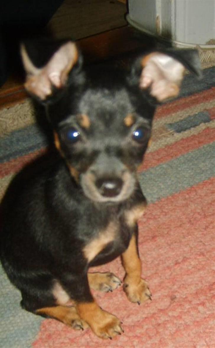 Prazsky krysarik Gucci billede 2