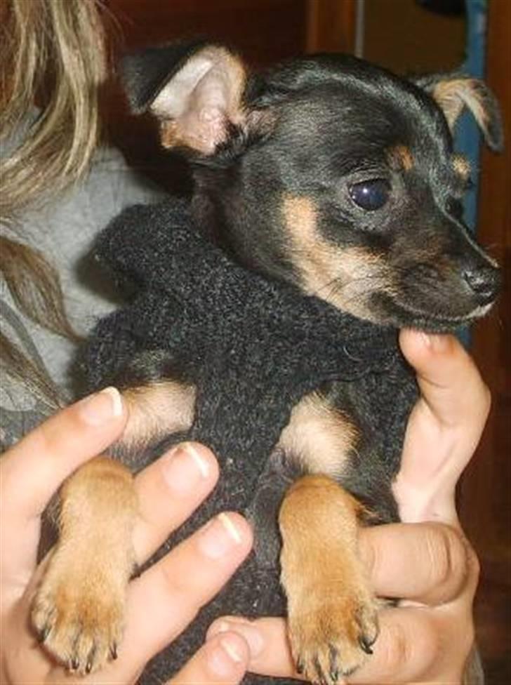 Prazsky krysarik Gucci - En lille striktrøje til de kolde sommeraftener... :D billede 4