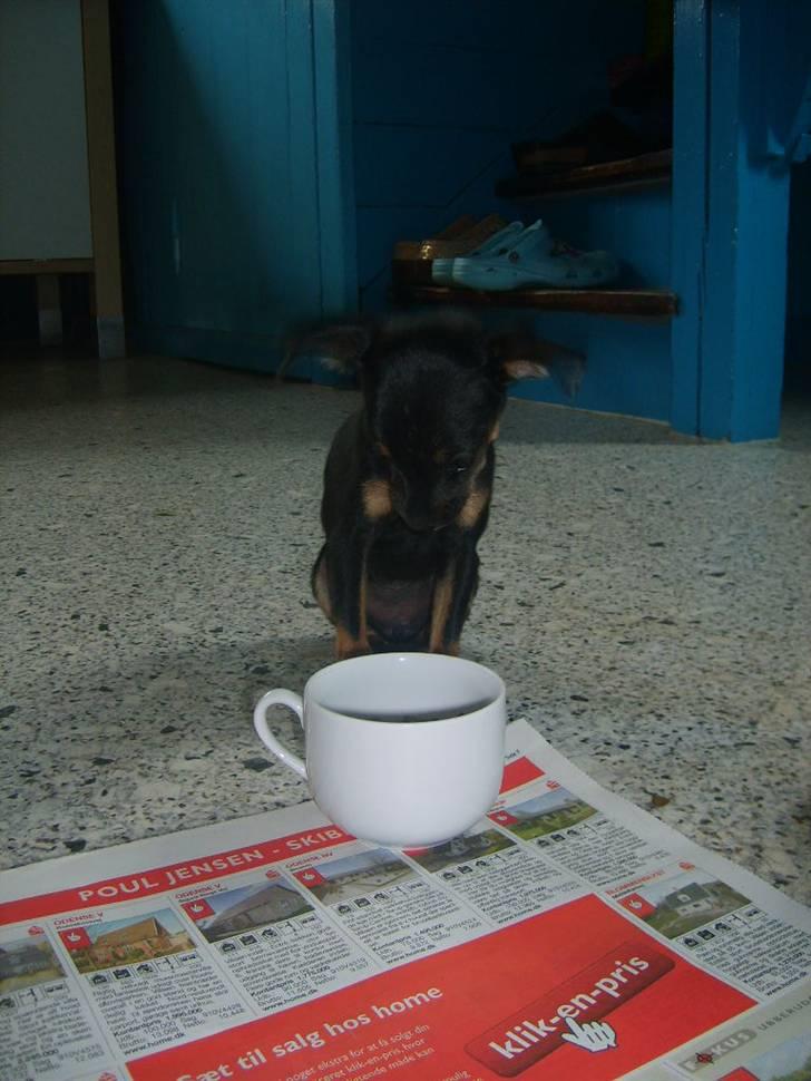 Prazsky krysarik Gucci - Så er der serveret i en lille kop. billede 5