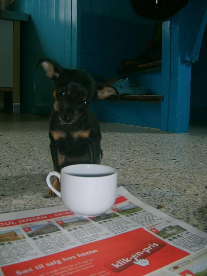 Prazsky krysarik Gucci - Det er nu godt med en lille snack billede 6