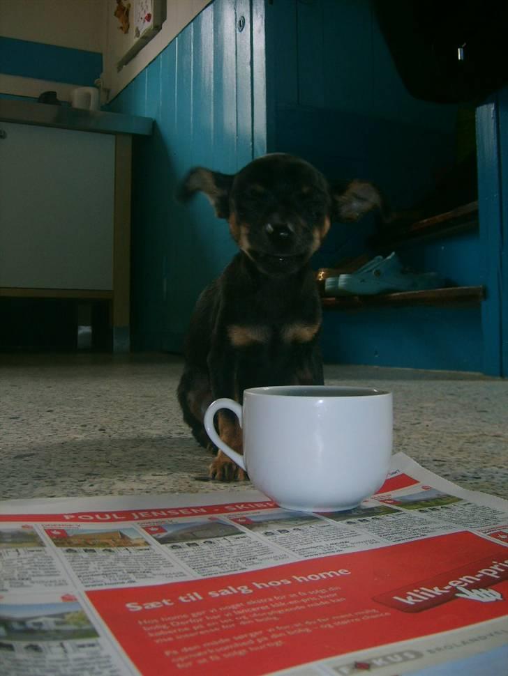 Prazsky krysarik Gucci - Det ser jo næsten ud som om hun griner, den lille prinsesse... billede 7