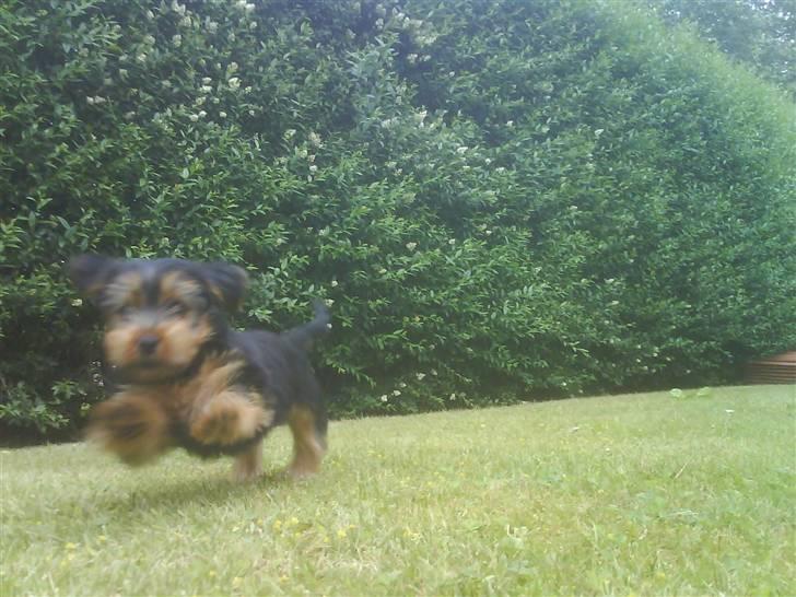 Yorkshire terrier Emma - Emma løber (8 uger) billede 2