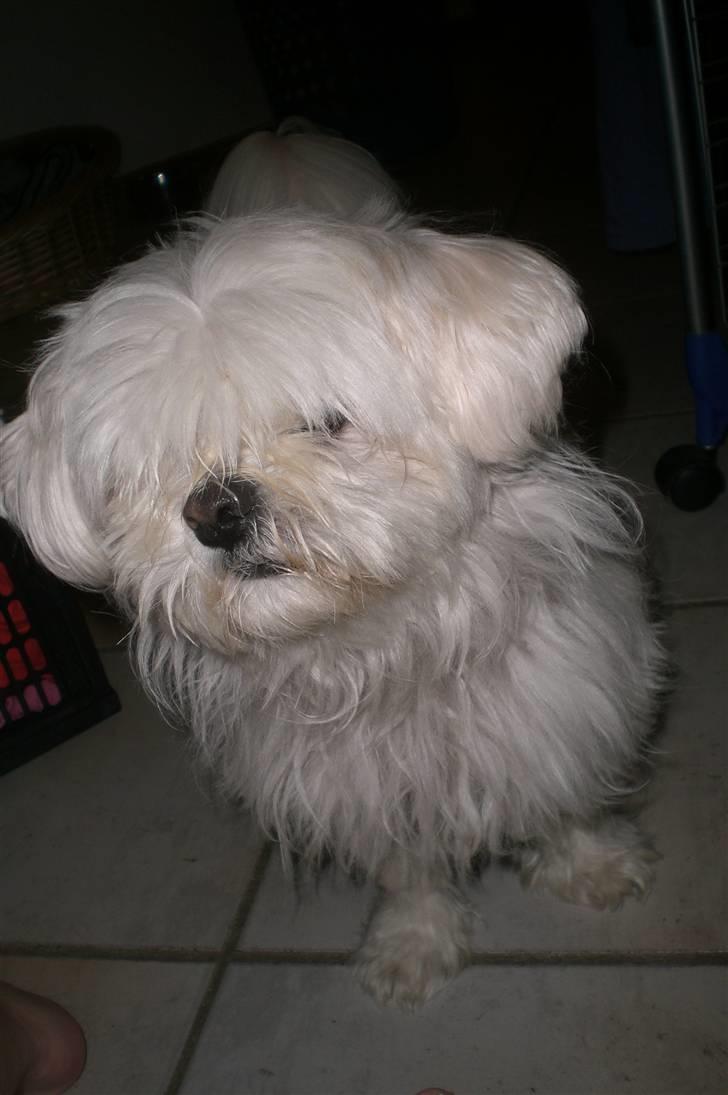 Blanding af racer Chilli - Chilli :] billede 1