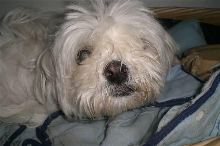 Blanding af racer Chilli - "Eih, Christina ! Hvorfor vækkede du mig ?" XD billede 2