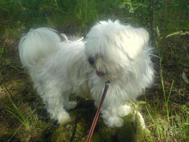 Blanding af racer Chilli - Ude at gå tur - "Jeg er en cirkus hund!" billede 3