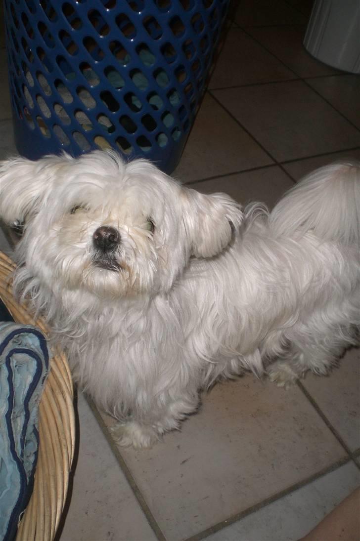 Blanding af racer Chilli - "Er du nu der igen ?" x_x billede 4