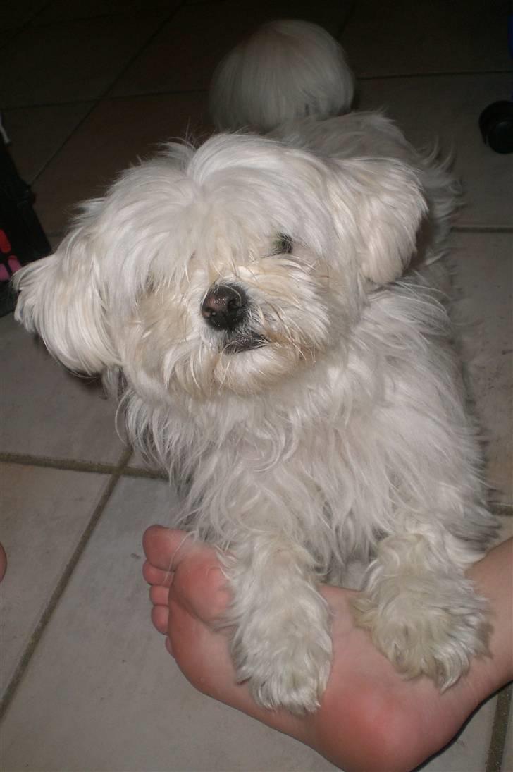 Blanding af racer Chilli - KukKuk lille Chilli x] billede 5