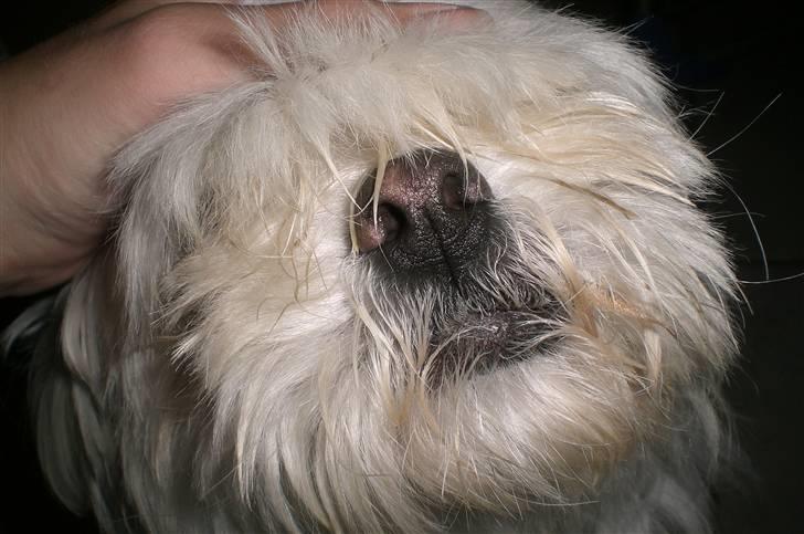 Blanding af racer Chilli - Chillis fine snude & Hoved XD billede 6