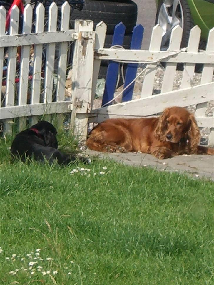 Cocker spaniel Mille  --Himmelhund-- - Mooooaaar ! kom nu hjem  ..  billede 9