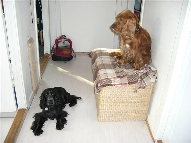 Cocker spaniel Mille  --Himmelhund-- - Ha Ha ! Du kan bare ikke komme her op, så du må ligge på gulvet . billede 10