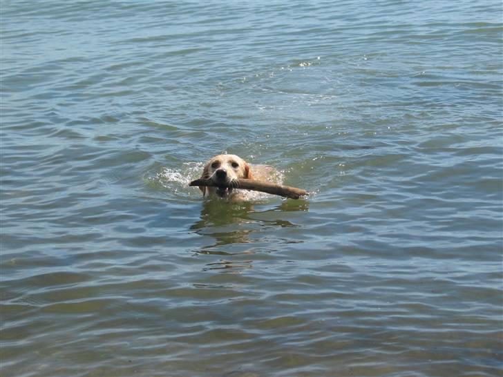 Labrador retriever Ida billede 6