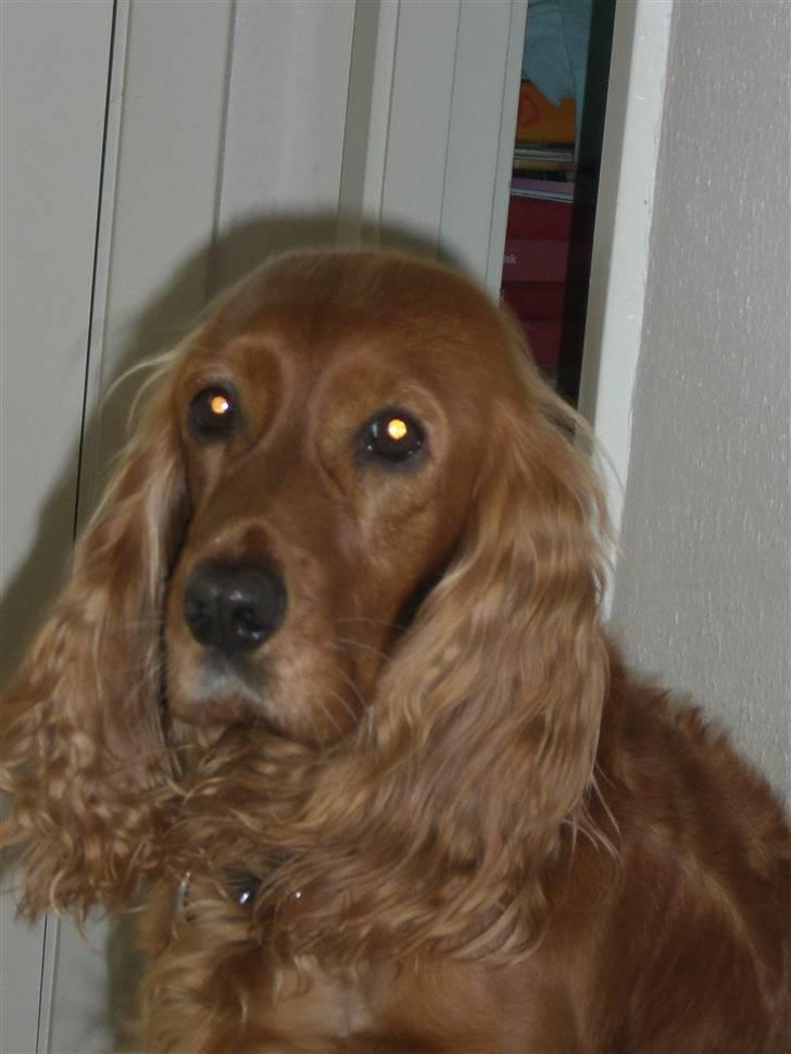 Cocker spaniel Mille  --Himmelhund-- - Jeg er meget fotogen billede 11