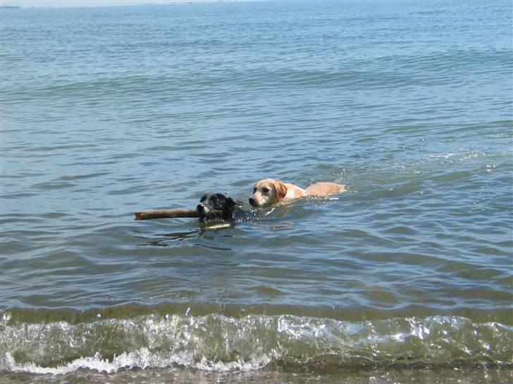 Labrador retriever Ida billede 7