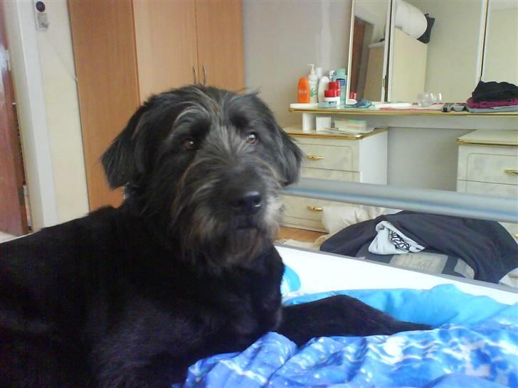 Blanding af racer Bamse - Bamse i "det forbudte hjørne" ( Mors seng) billede 12