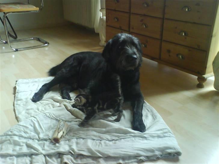 Blanding af racer Bamse - Bamse og "lillesøster Miv" billede 14