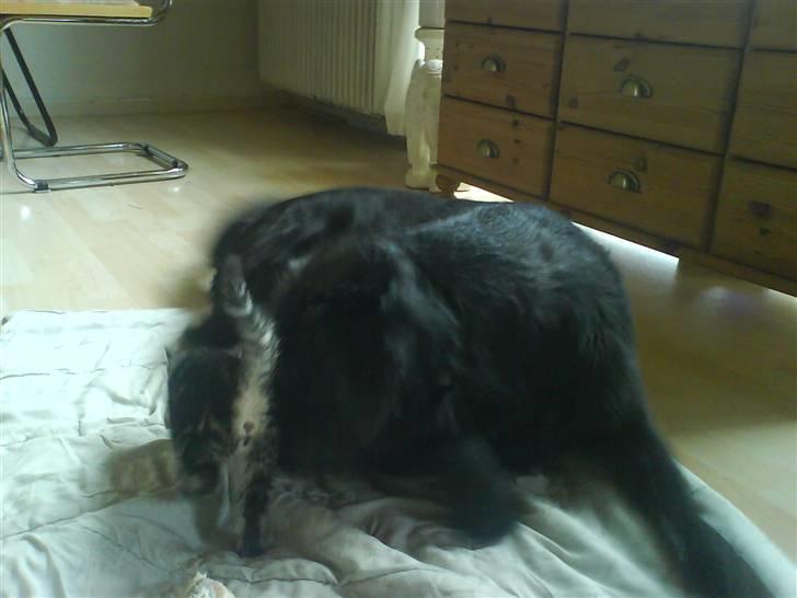 Blanding af racer Bamse -  Bamse og Miv, på Bamse´s tæppe :o) billede 15